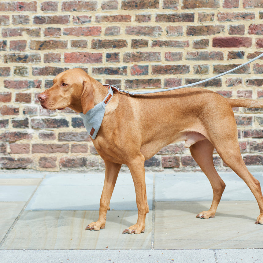 Sweet William Tweed Dog Bandana, Grey