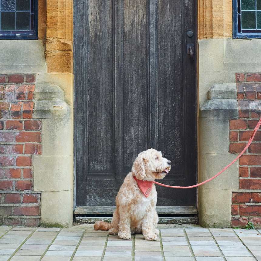 Sweet William Tweed Dog Lead, Orange