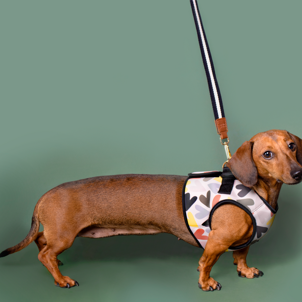 Caroline Gardner Dog Harness, Hearts