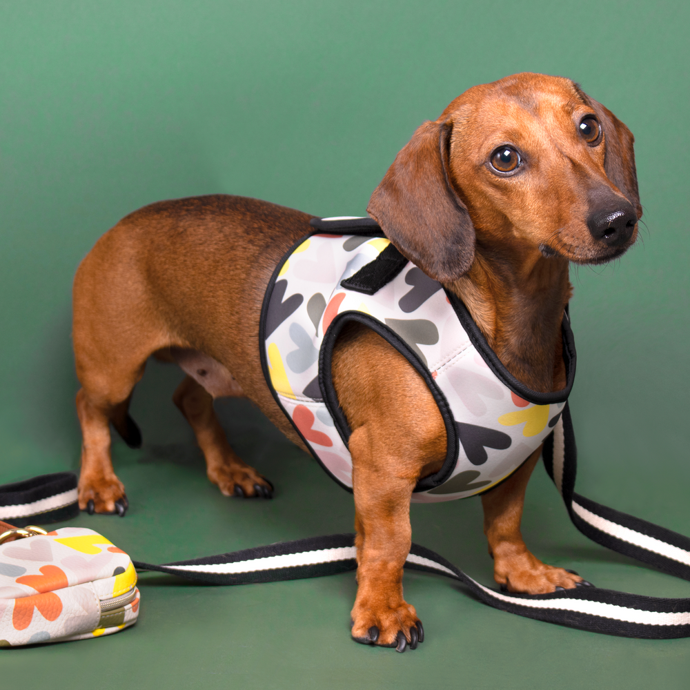 Caroline Gardner Dog Harness, Hearts
