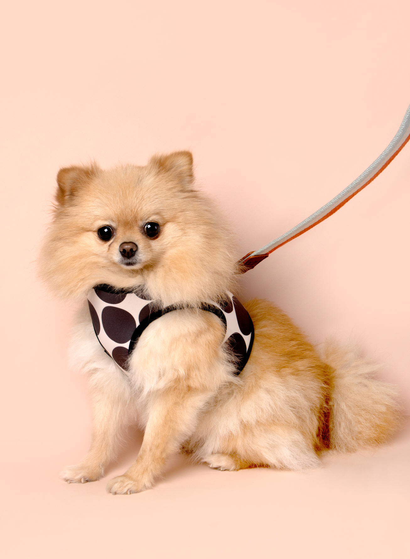 Caroline Gardner Cotton Dog Lead, Blue/Coral Stripes