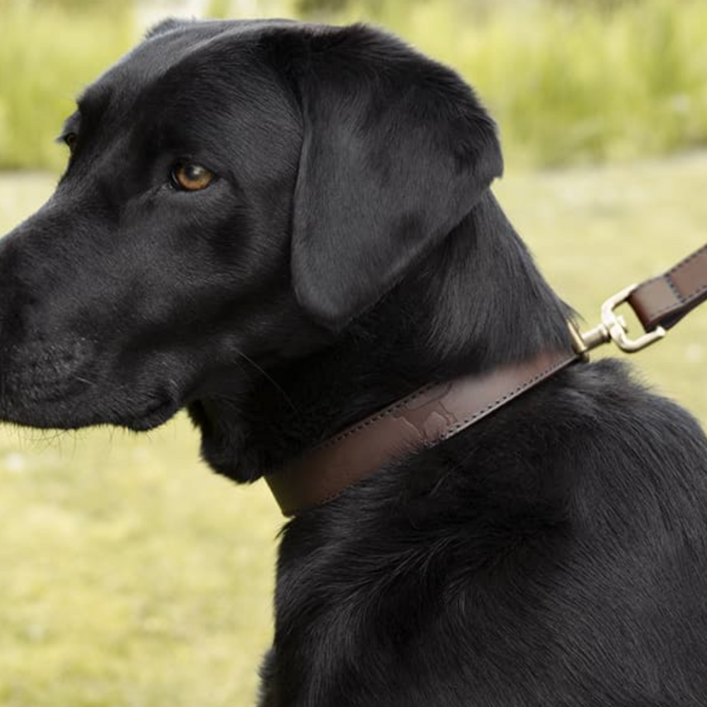 Sophie Allport Leather Dog Collar, Woof