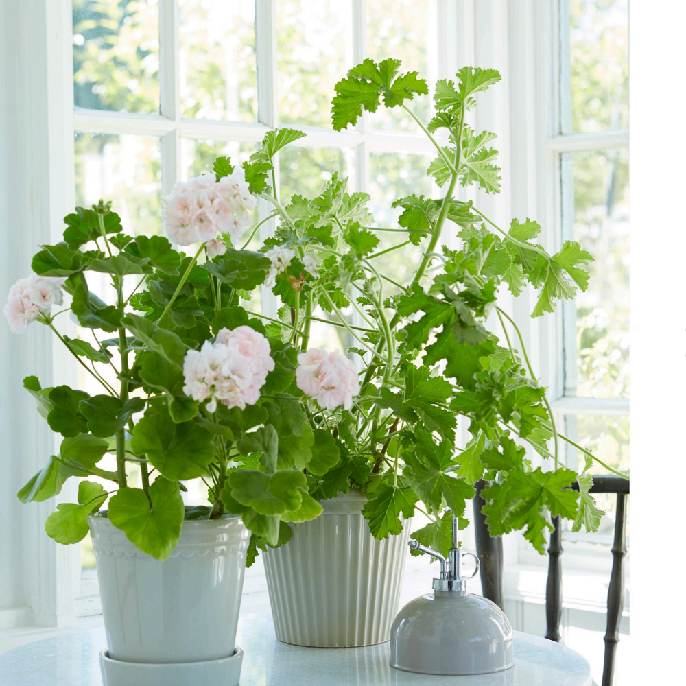 Wikholm Estrid Ceramic Plant Pot, White