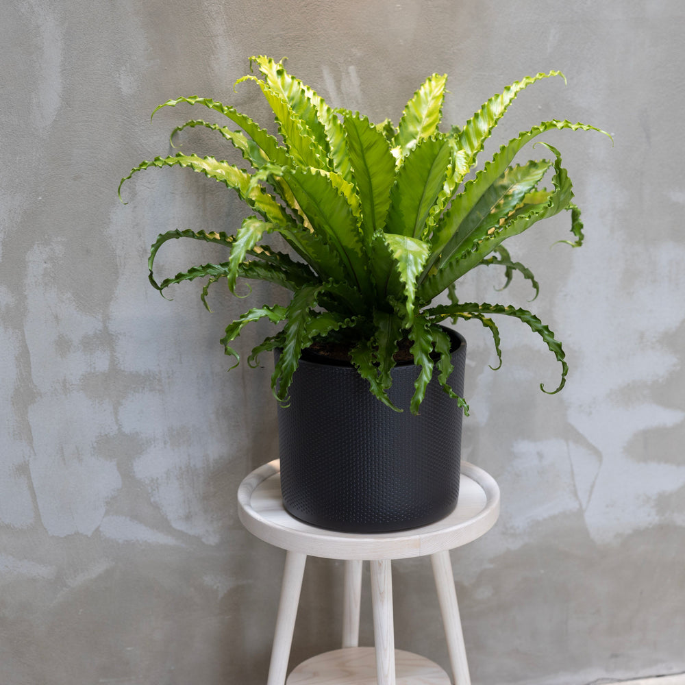 Turin Ceramic Plant Pot, Dark Grey