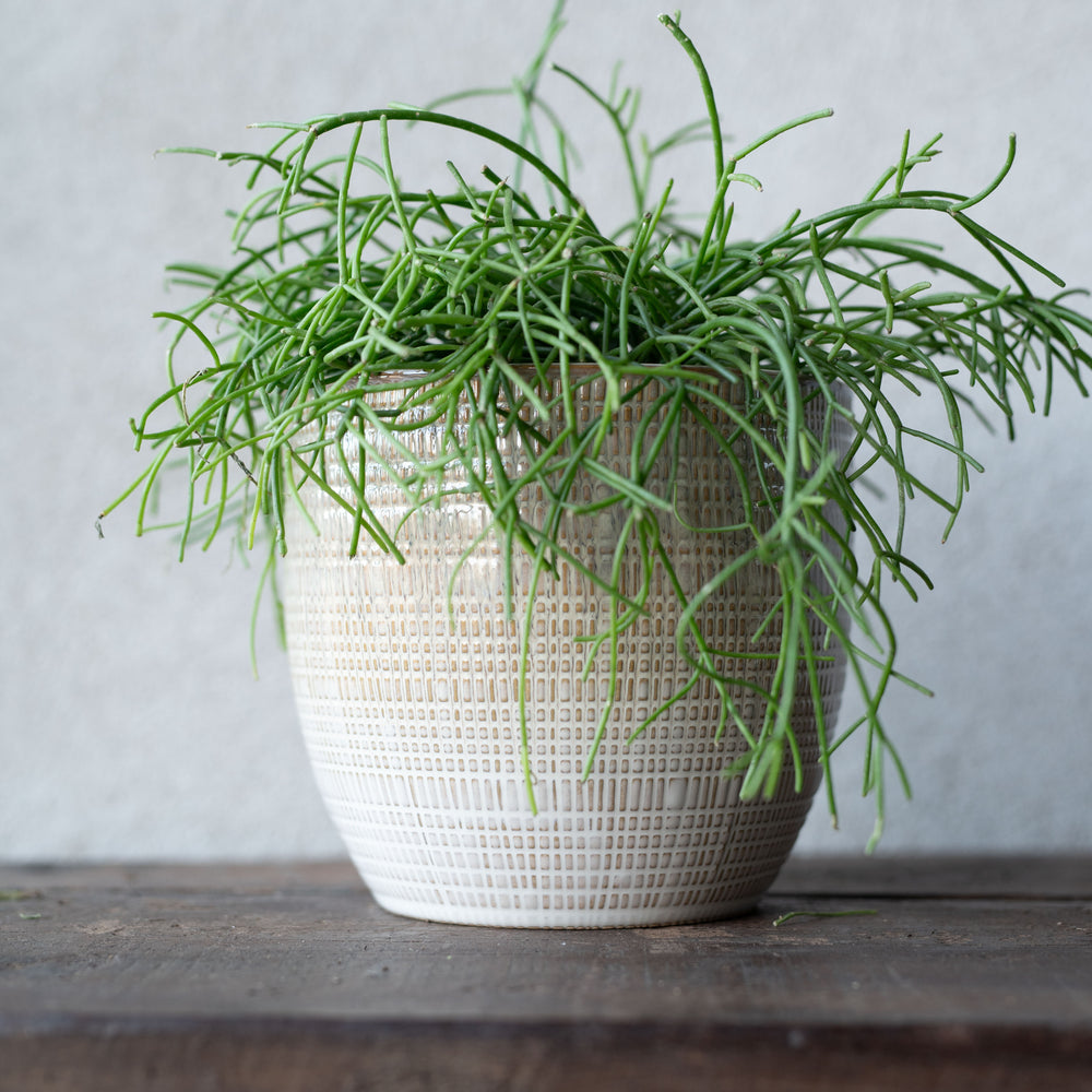 Wikholm Zara Ceramic Plant Pot