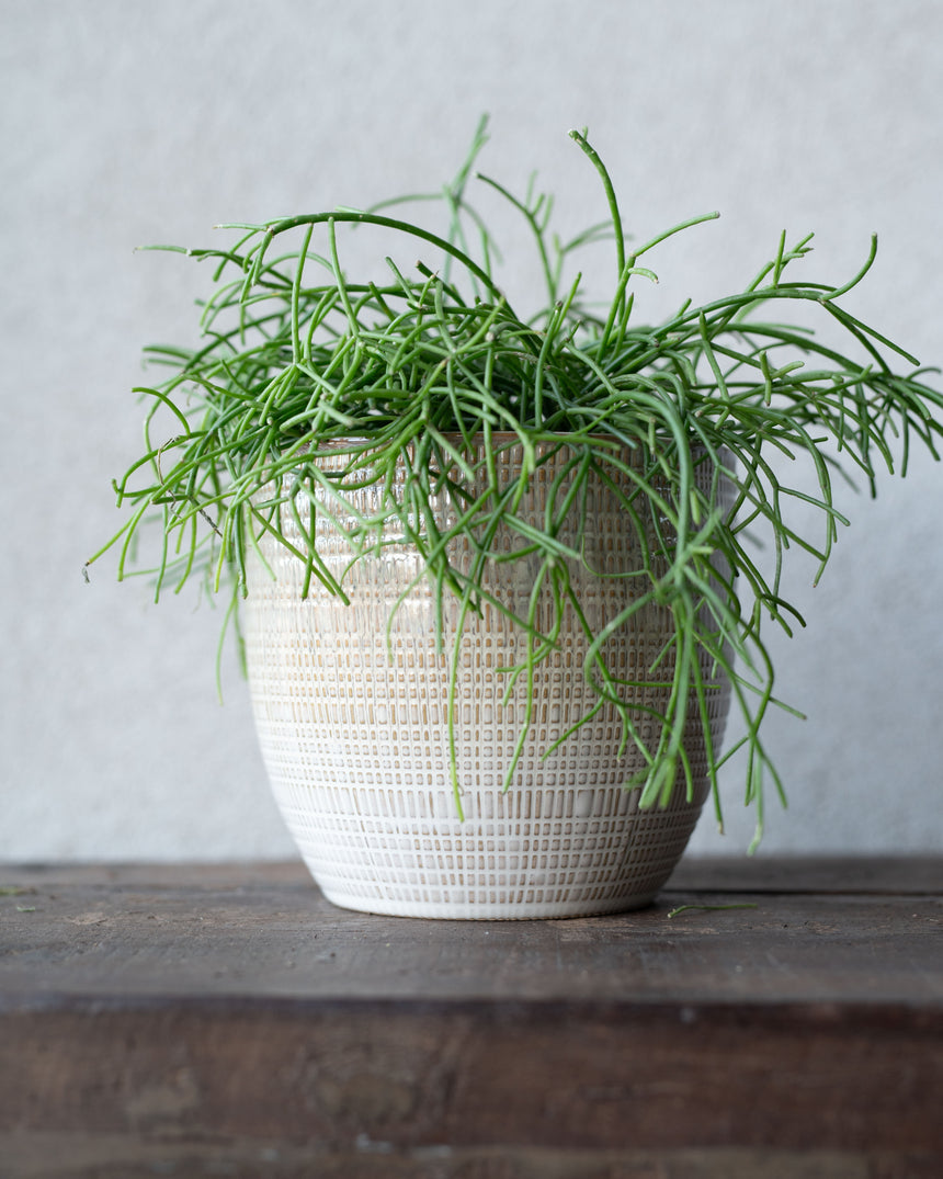 Wikholm Zara Ceramic Plant Pot