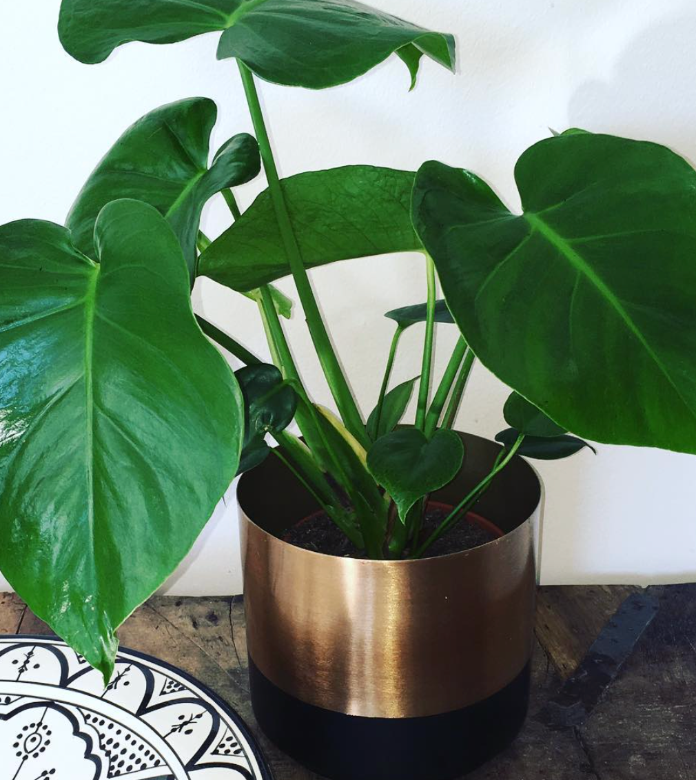 On Interior Aria Plant Pot Silver/ Black