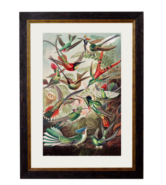 Vintage Framed Print Haeckel’s Hummingbirds