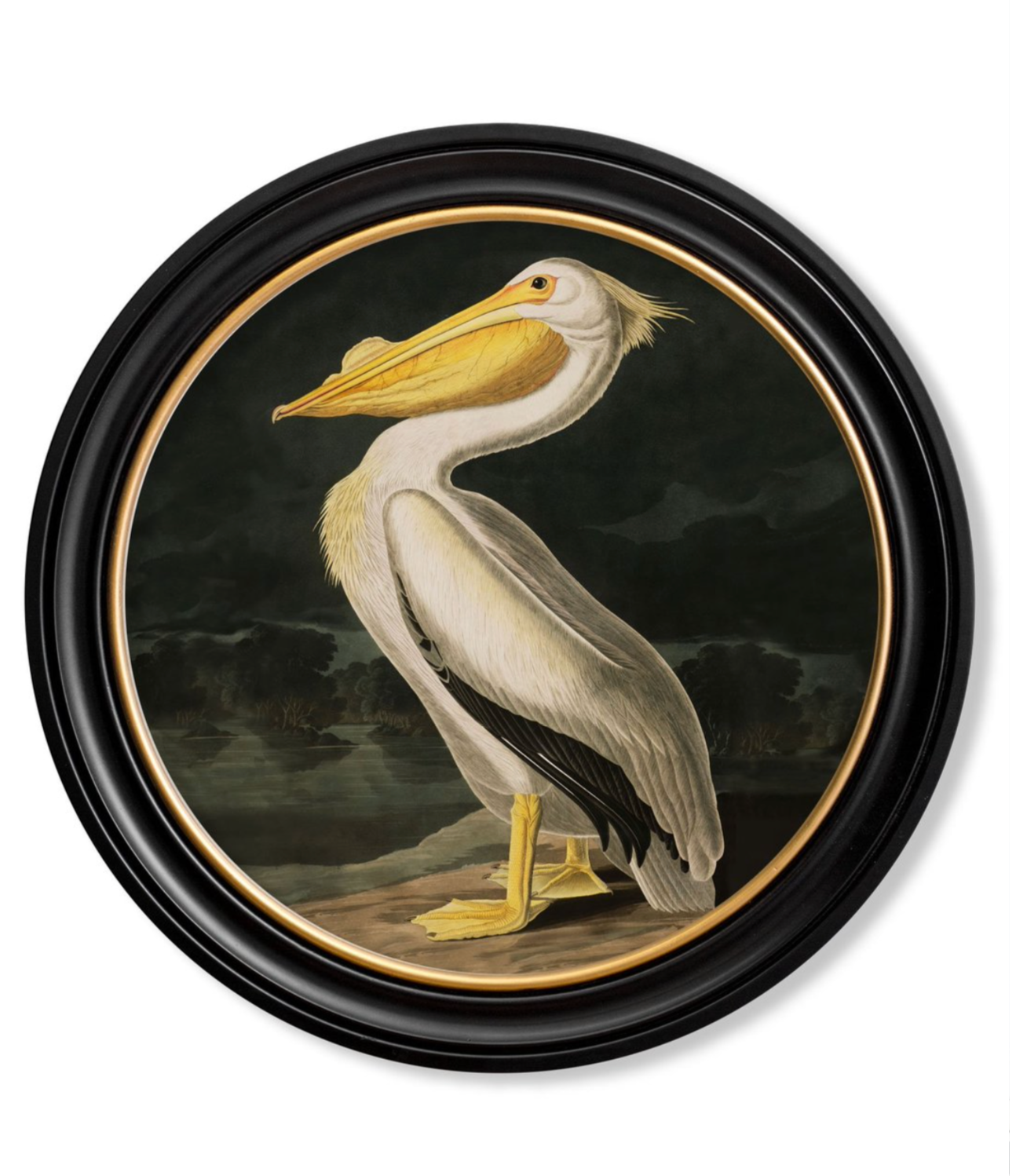 Vintage Round Framed Print, Pelican