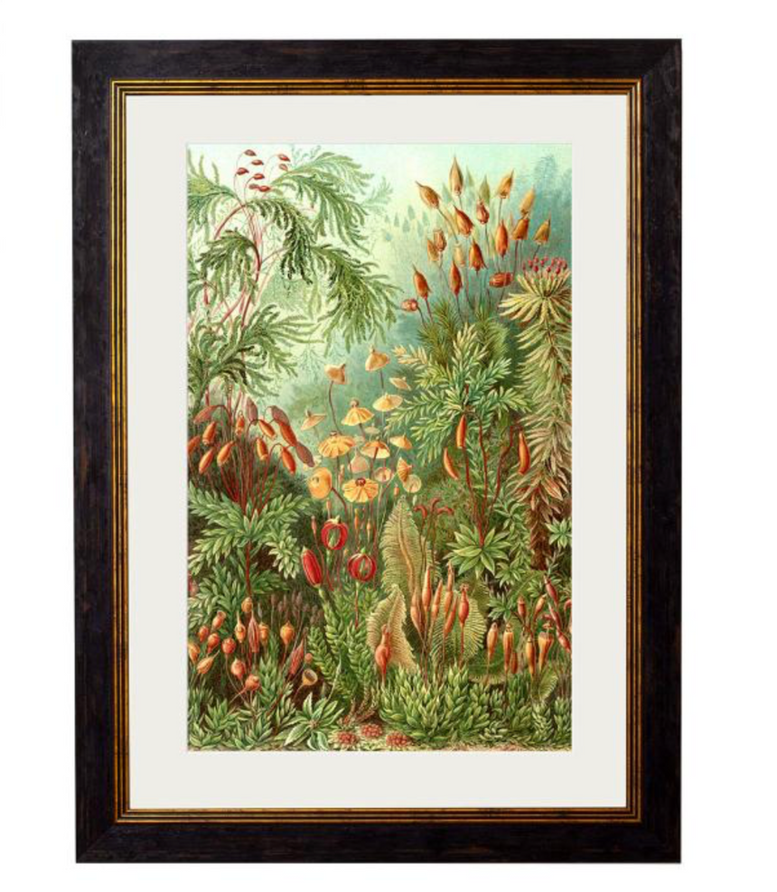 Vintage Framed Print, Haeckel’s Flora