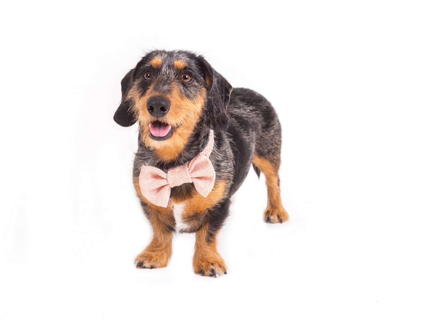 Tweedmill Rolled Tweed Dog Collar, Dusky Pink