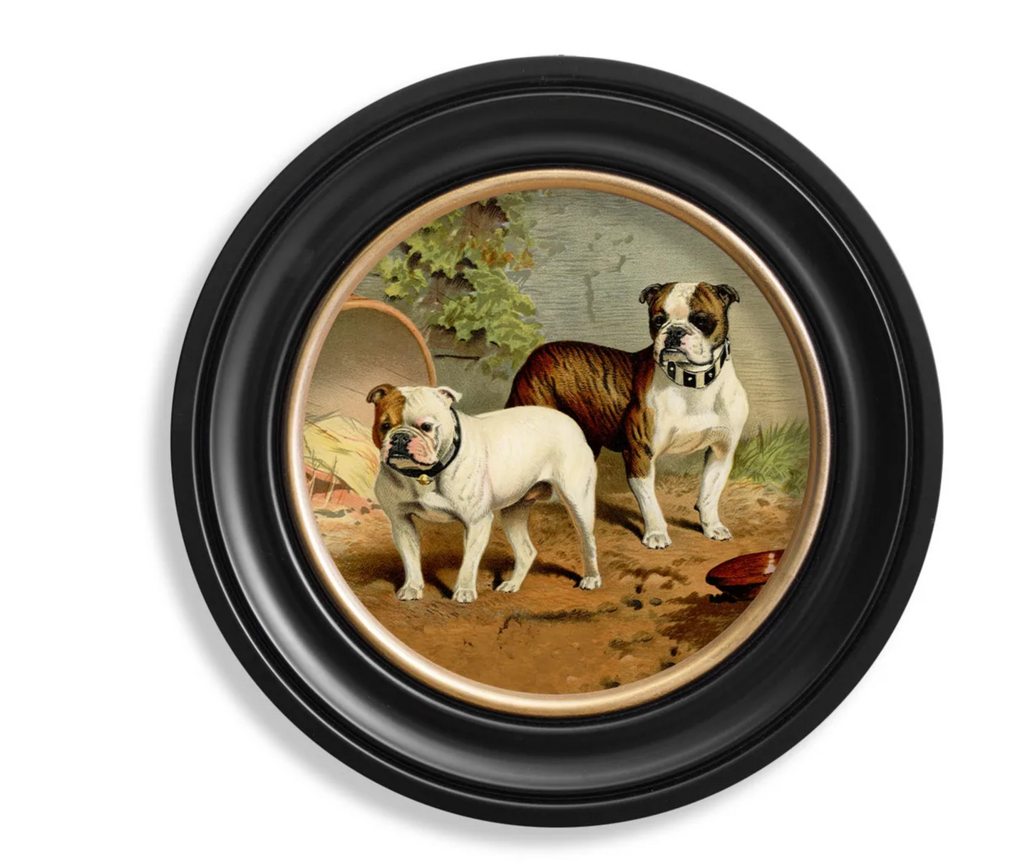 Vintage Round Framed Print 1881 Dogs, British Bulldogs
