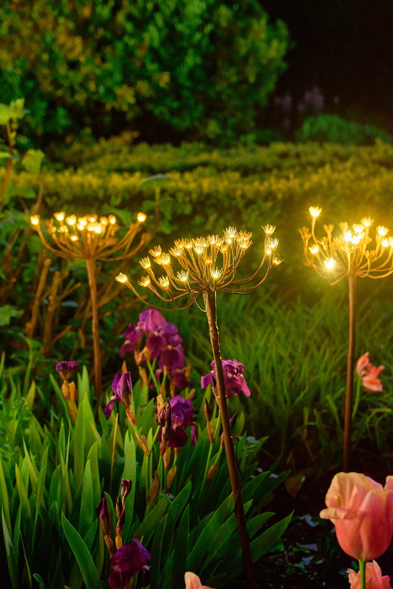 Wild Fennel Fairy LED Light ( Dual Powered )