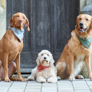 Gifts for pets