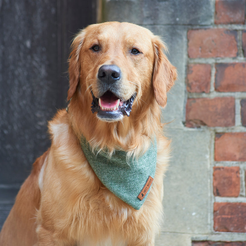 Sweet William Tweed Dog Bandana, Green