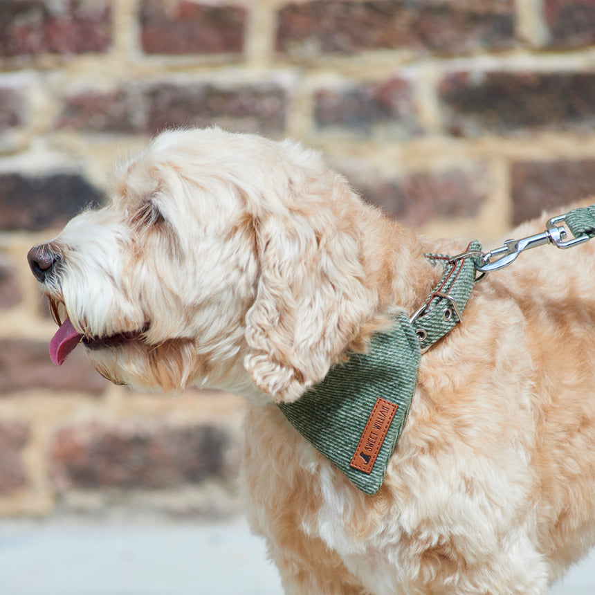 Sweet William Tweed Dog Collar, Green