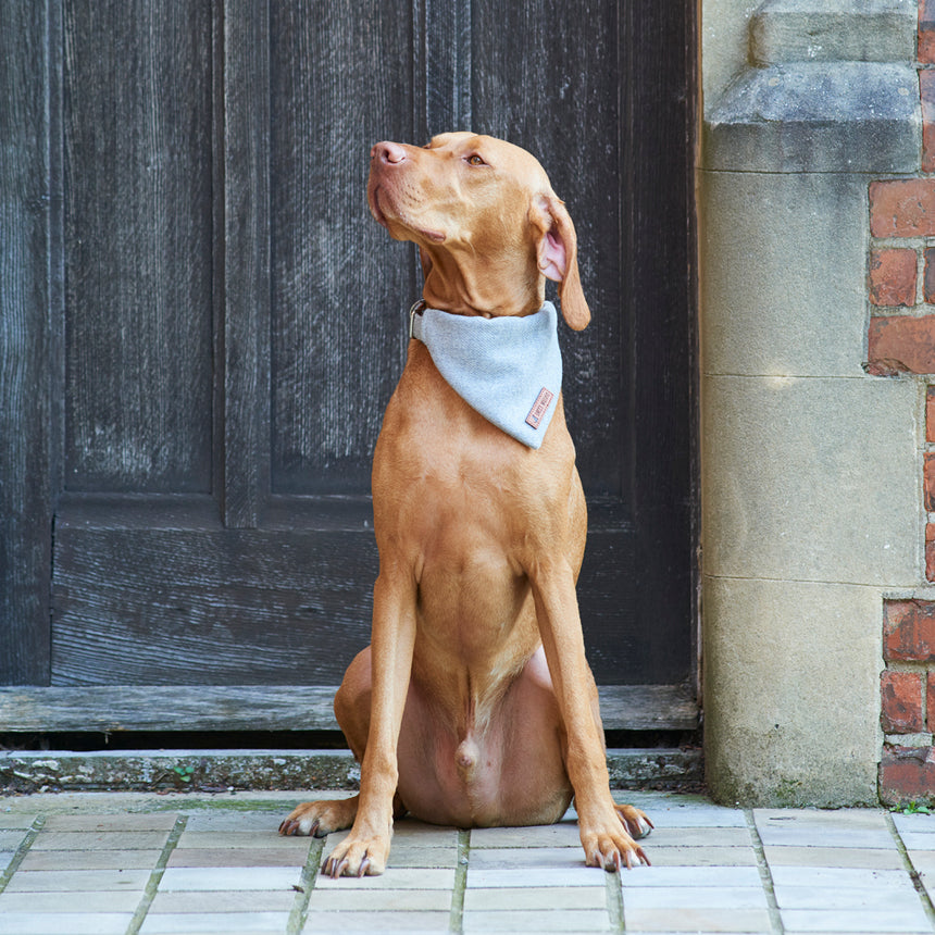 Sweet William Tweed Dog Bandana, Grey