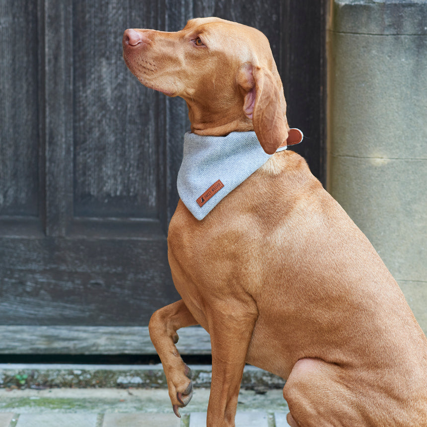 Sweet William Tweed Dog Bandana, Grey