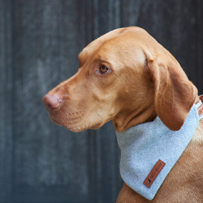 Sweet William Tweed Dog Bandana, Grey