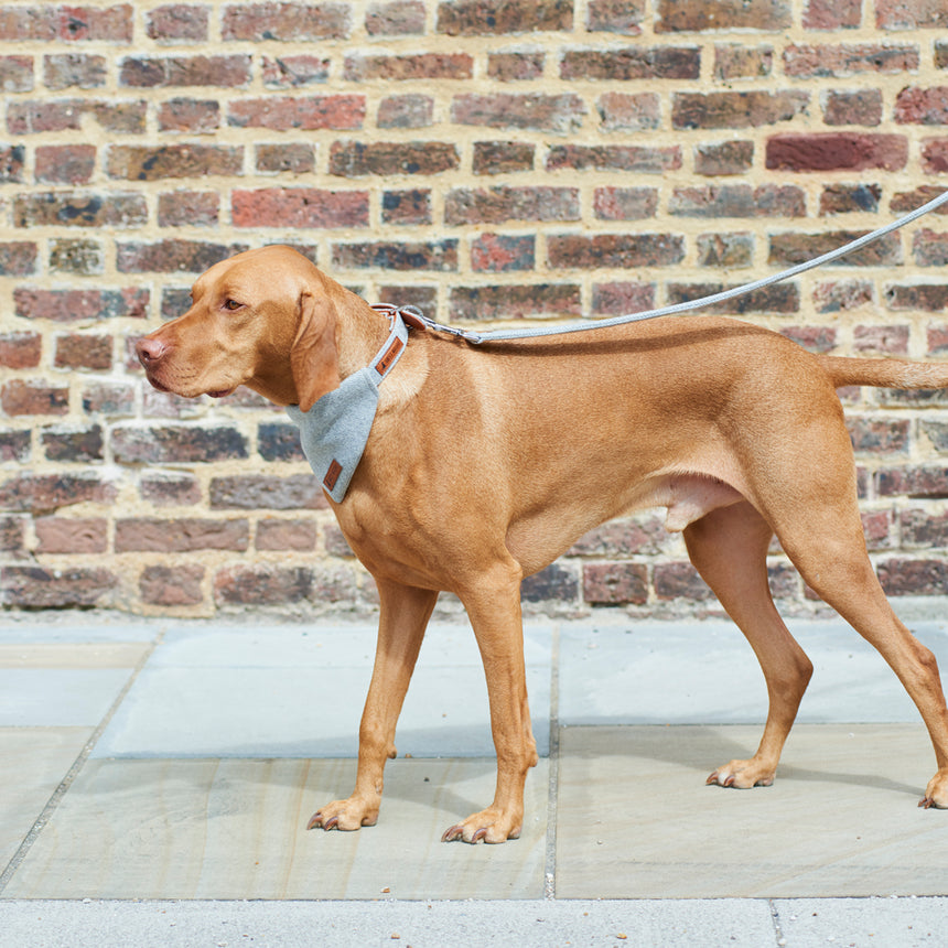 Sweet William Tweed Dog Bandana, Grey