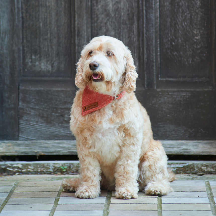 Sweet William Tweed Dog Bandana, Orange