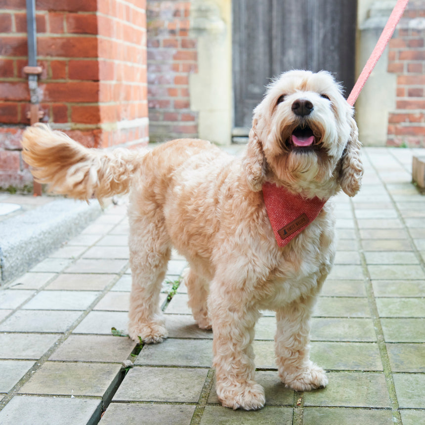 Sweet William Tweed Dog Bandana, Orange