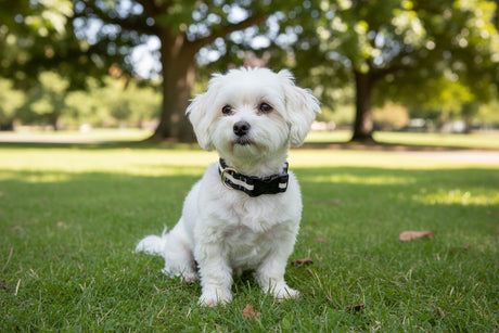 Black and beige striped dog collar with a black buckle on a white background