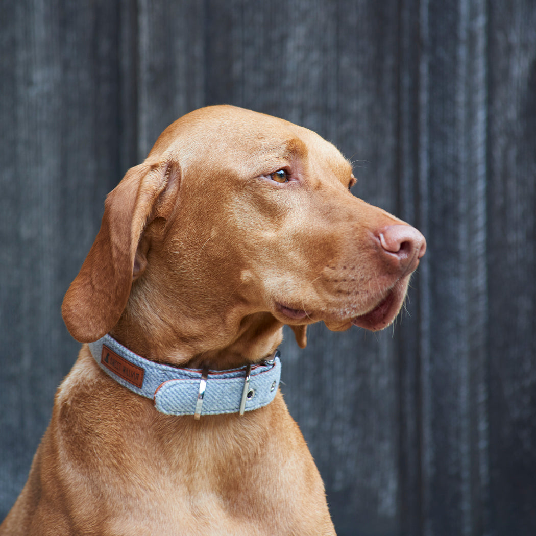 Grey tweed dog on sale collar