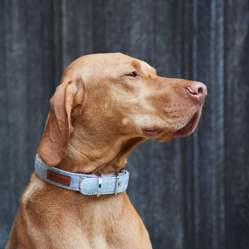 Sweet William Tweed Dog Collar, Grey