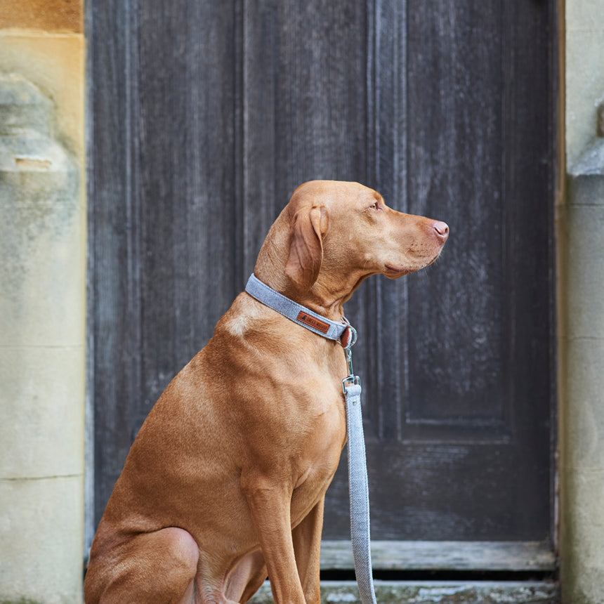 Sweet William Tweed Dog Collar, Grey