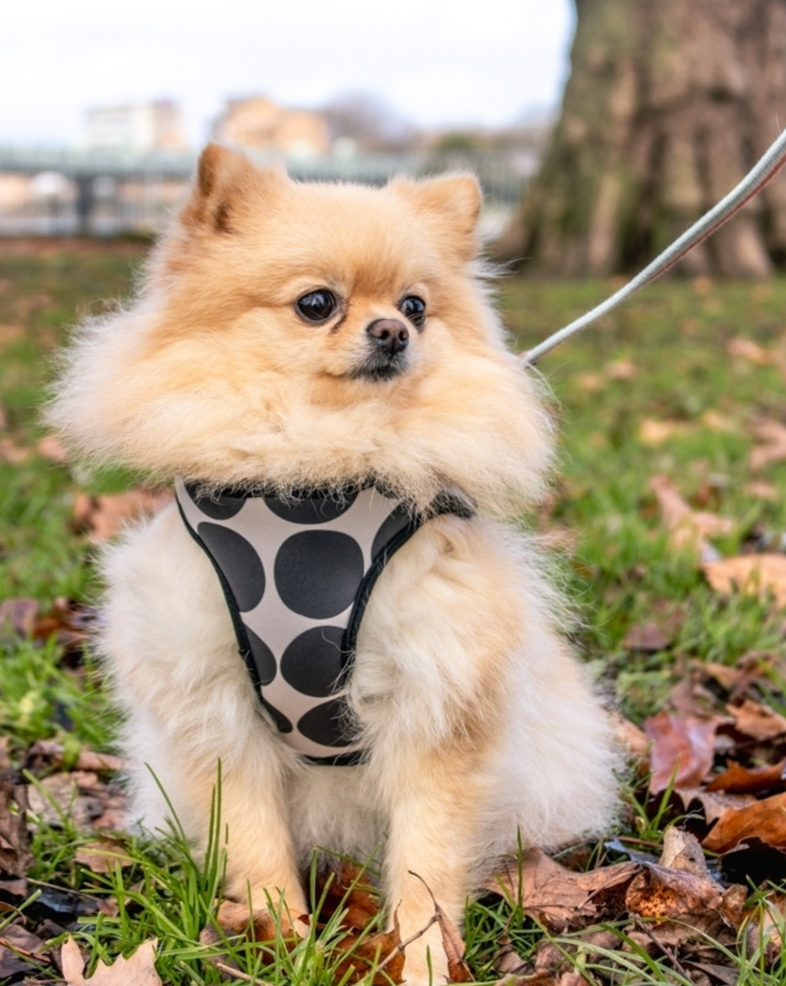 Caroline Gardner Dog Harness, Mono Spots