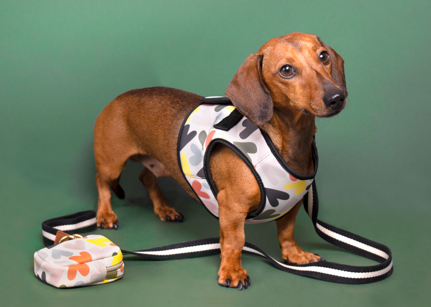 Caroline Gardner Dog Harness, Hearts