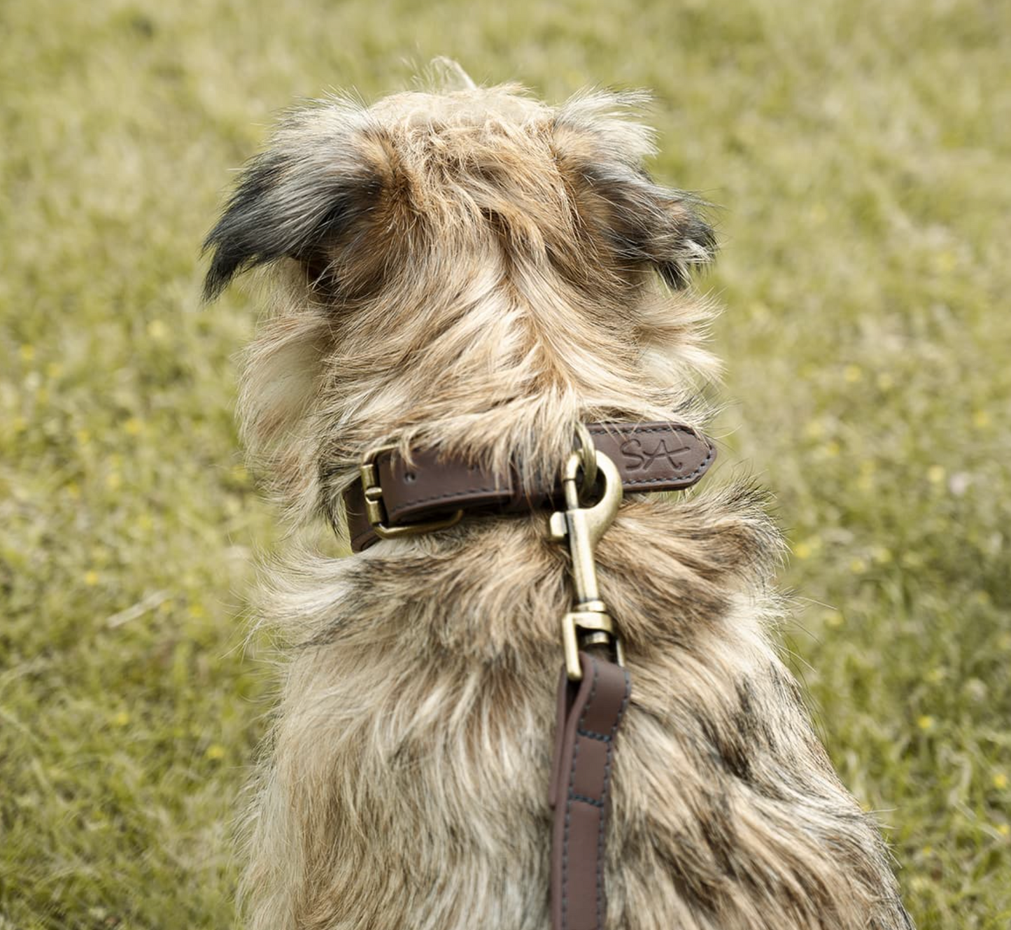 Sophie Allport Leather Dog Collar, Woof
