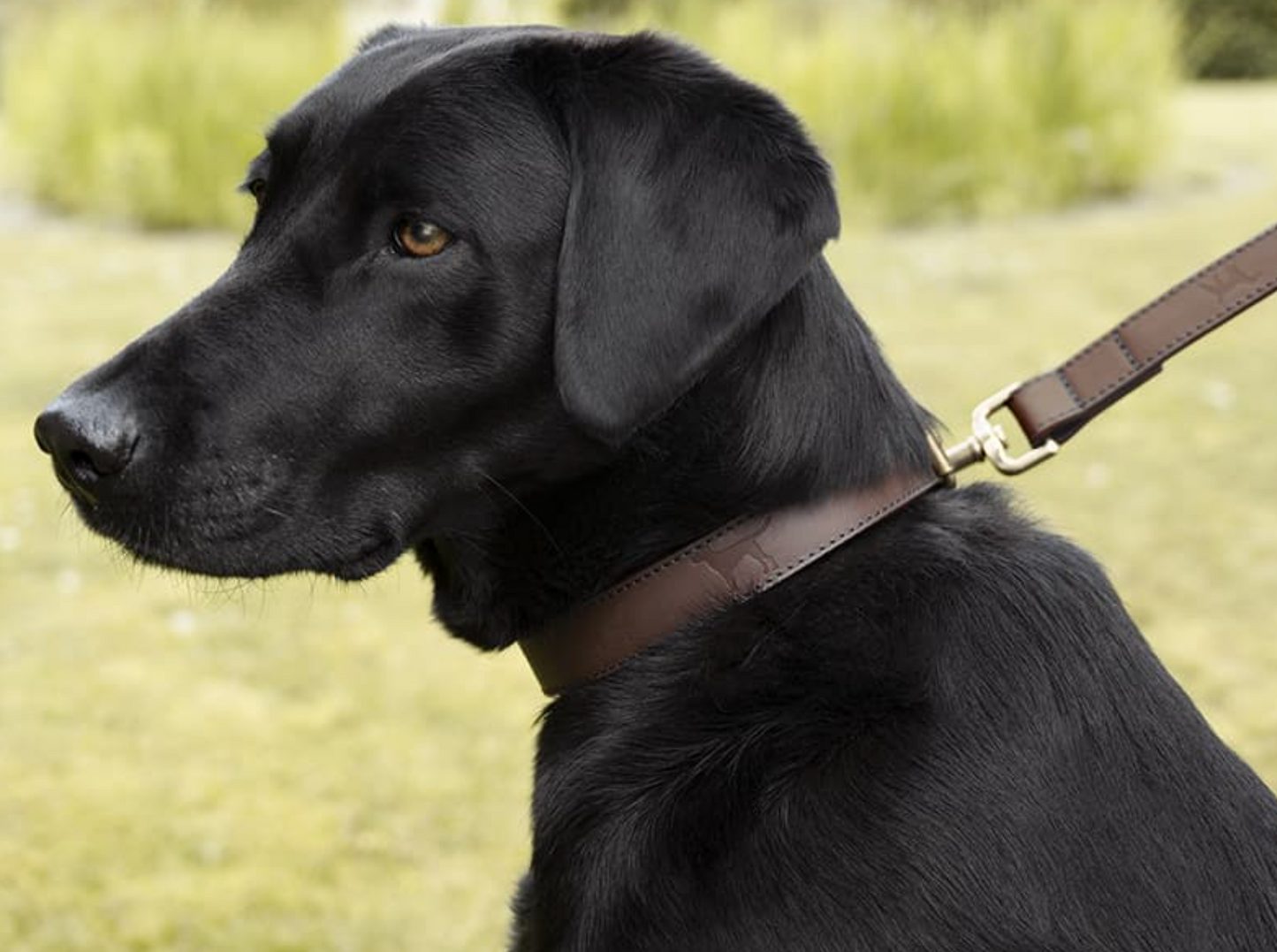 Sophie Allport Leather Dog Collar, Woof