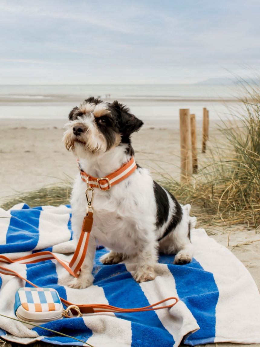 Caroline Gardner Cotton Dog Collar, Orange & Cream Stripes