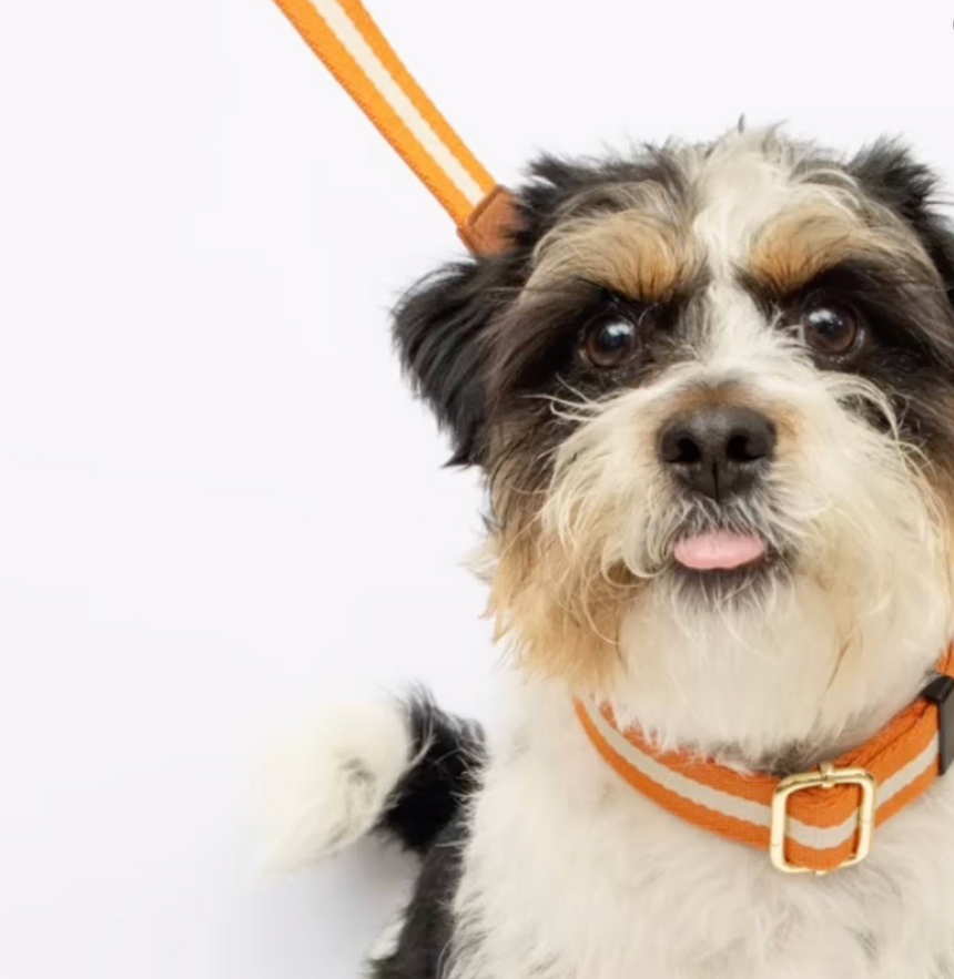 Caroline Gardner Cotton Dog Collar, Orange & Cream Stripes