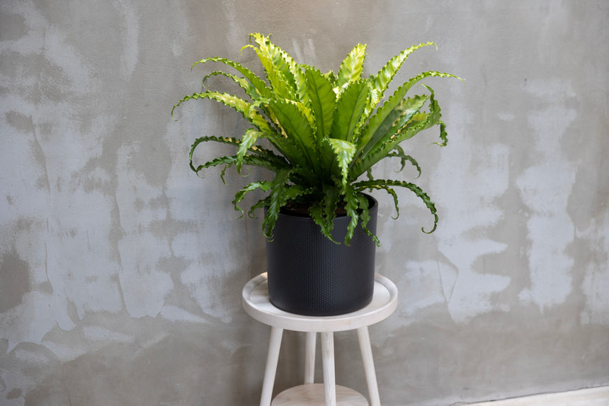 Turin Ceramic Plant Pot, Dark Grey