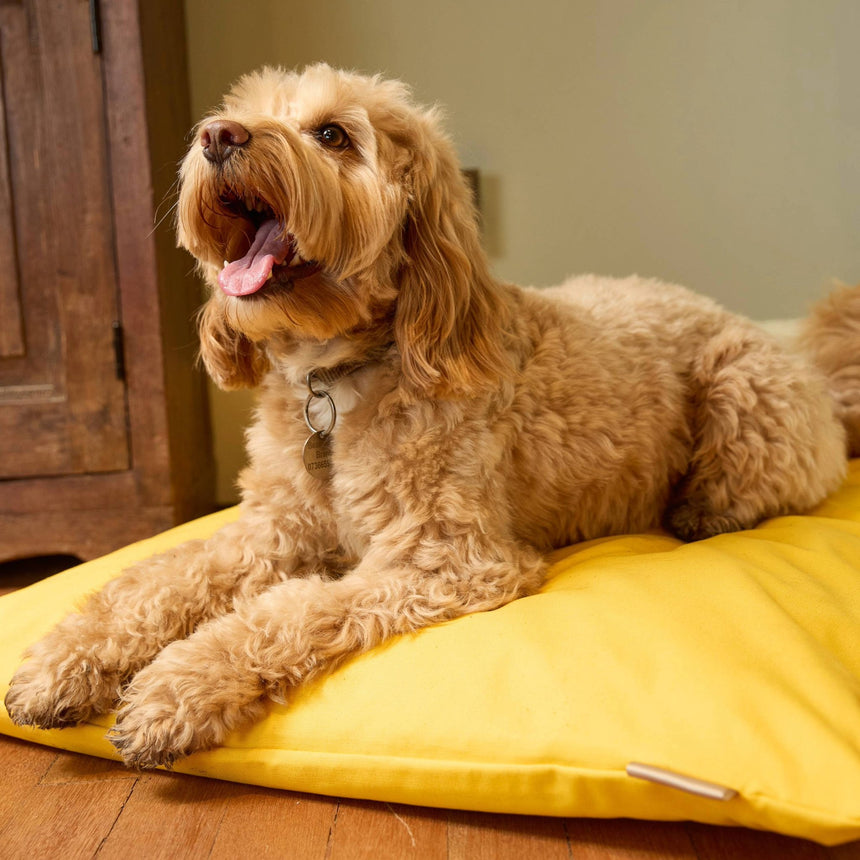 Pooch & Paws Canvas Dog Bed, Yellow