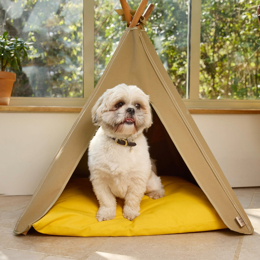 Pooch & Paws Canvas Dog Bed, Yellow