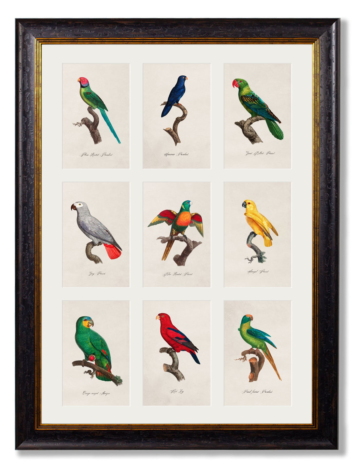 Vintage Framed Print, Parrots