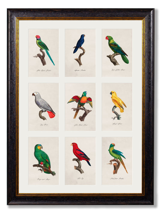 Vintage Framed Print, Parrots