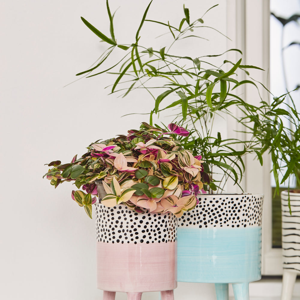 Bahne Ceramic Planter Spotty Pink
