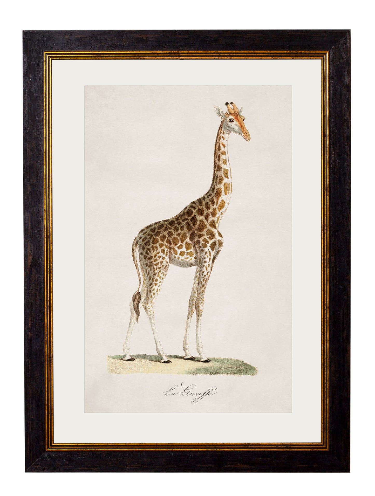 Vintage Framed Print, Giraffe