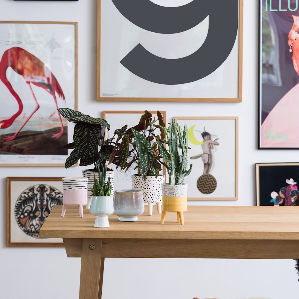 Bahne Ceramic Flower Pot Rose