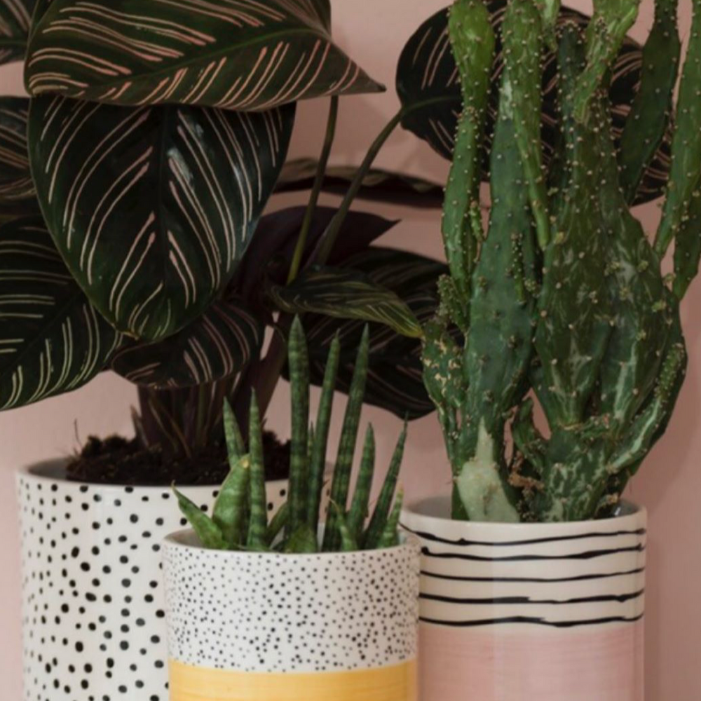 Bahne Ceramic Planter Spotty Yellow