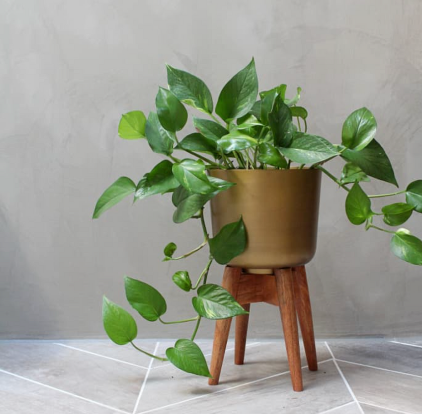 Nordal Brass Planter On Mango Wood Stand