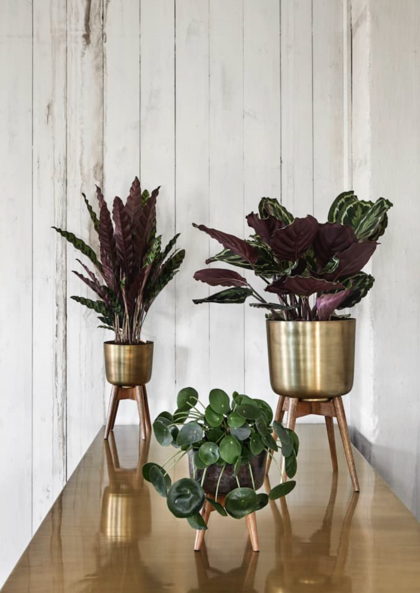 Nordal Brass Planter On Mango Wood Stand