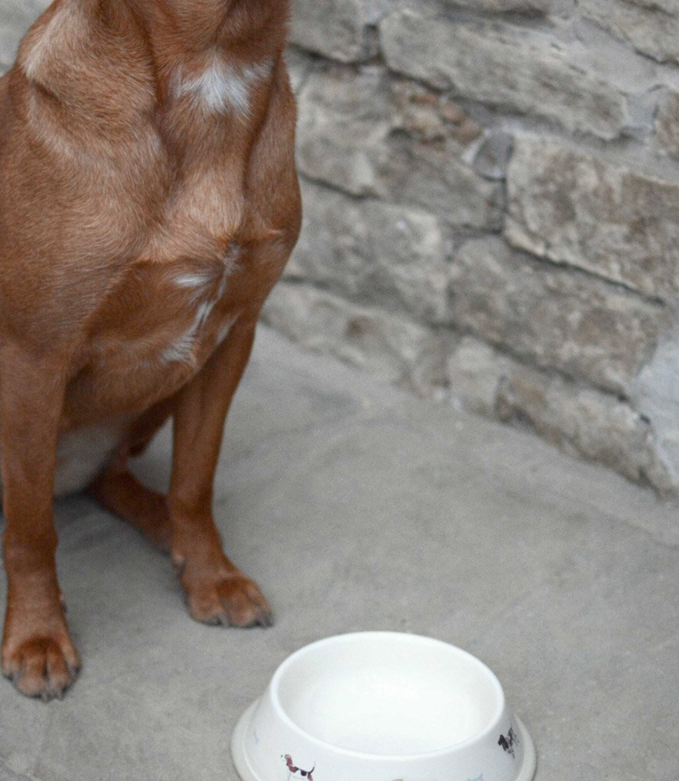 Sophie Allport Dog bowl ,Woof