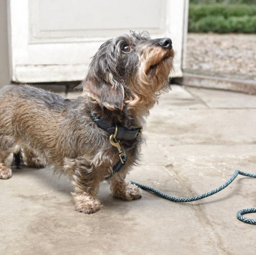 Sophie Allport Rope Dog Collar, Teal