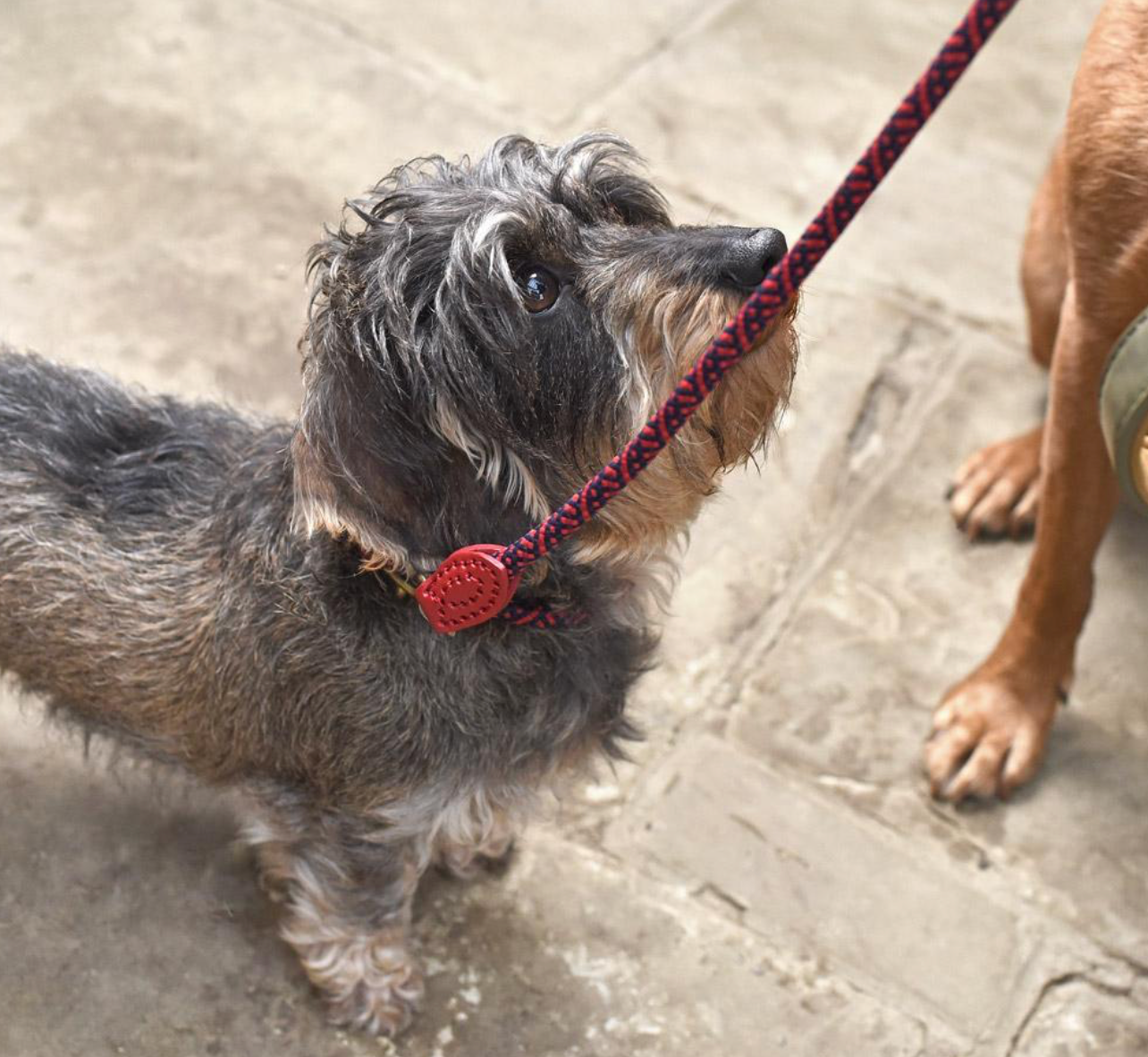 Sophie Allport Rope Dog Collar, Red